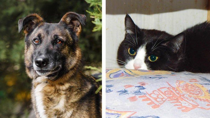Котопёс недели: кошка Рашель и пёс Чернос
