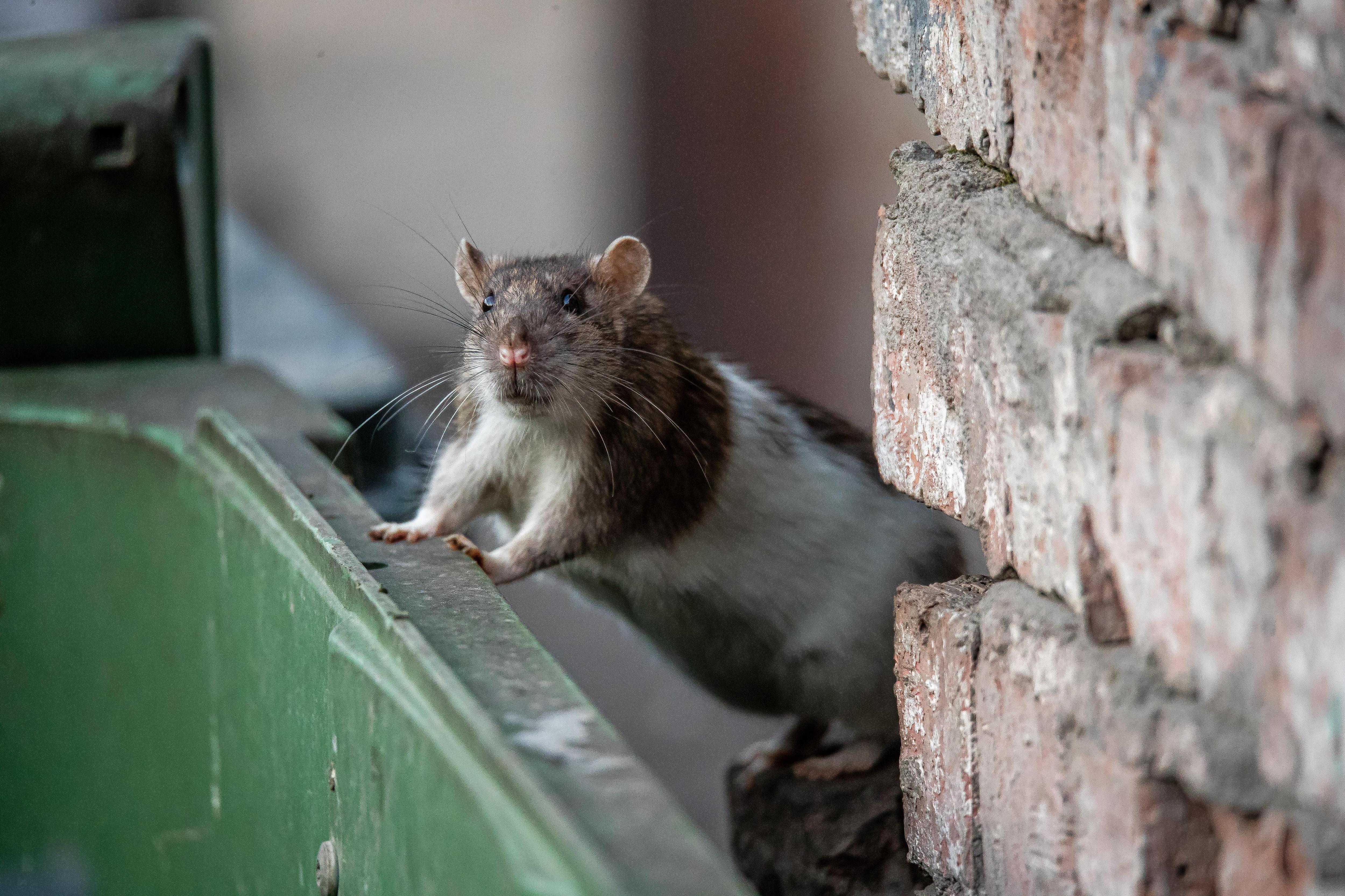 В Архангельске начинают истреблять крыс: где в городе раскидают яд