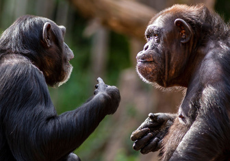 Есть контакт: люди без подсказок поняли больше 50% жестов шимпанзе