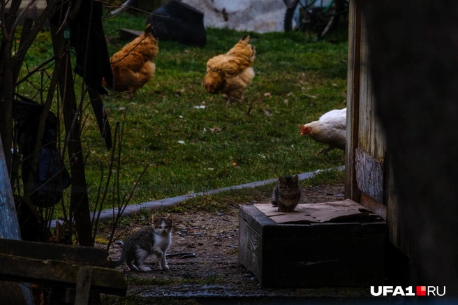 Хорошая мотивация — если однажды пернатая пропадёт, значит, вы забыли накормить хвостатого | Источник: Булат Салихов / UFA1.RU