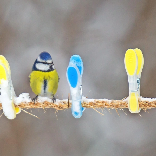 Источник: Jukka Ahti / Vuoden Luontokuva 2021
