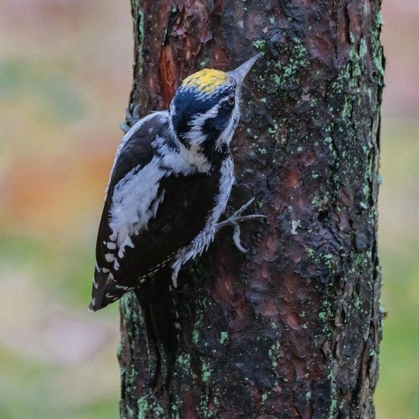 Источник: Алёна Бобрович / Павел Глазков / Каждой твари по паре