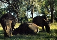 «Спасите носорогов!»