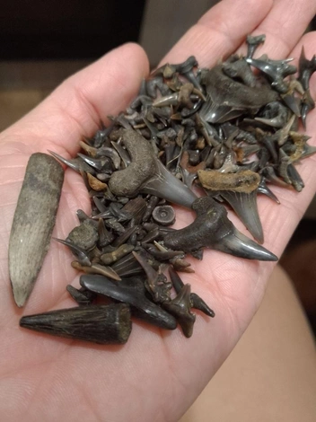 Зубы акул и динозавров | Источник: Юлия Тузова / Vk.com