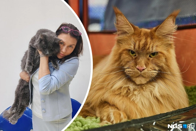 Ольга Груздь занимается кошками уже 26 лет | Источник: предоставила Ольга Груздь | Александр Ощепков / NGS.RU