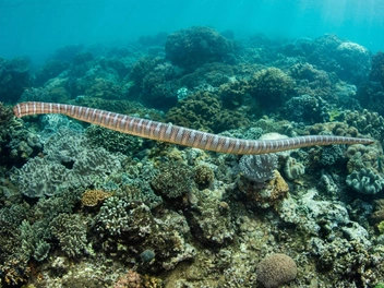 Большой плоскохвост (Laticauda semifasciata). Морская змея семейства аспидовых длиной около 1,5 метра. Ее легко узнать по характерной окраске: по светло-голубоватому или серому фону тела проходят широкие темные поперечные кольца. Хвост сильно уплощен, что отражено в родовом названии змеи. В отличие от других морских змей плоскохвосты регулярно выбираются на берег для отдыха, линьки и размножения. Яд большого плоскохвоста очень силен, без срочной медицинской помощи укус чреват летальным исходом, но, к счастью, на людей эта змея нападает крайне редко. Достоверно известно об одном плоскохвосте, пойманном в заливе Петра Великого в 1978 году. | Источник: Shutterstock/Fotodom.ru
