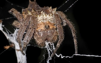 Женская работа: почему паучихи создают самые прочные сети на планете