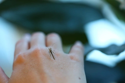 Эксперт о факторах нашествия комаров и клещей в Башкирии