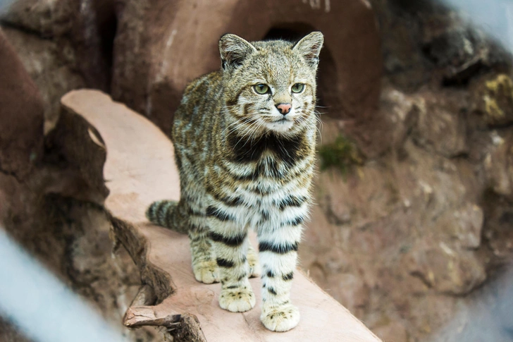 Кошки, которые выглядят милыми, а на самом деле опасные и кровожадные