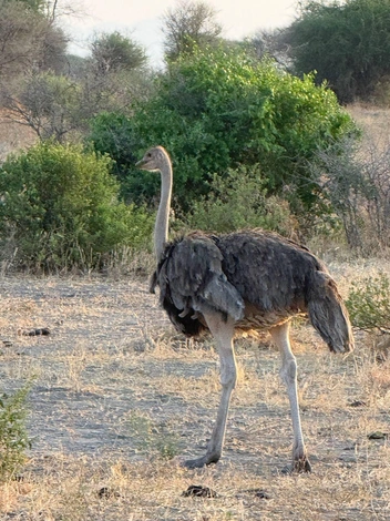 Страус птица длинноногая, но, к сожалению, не летающая | Источник: Аня Покров / Telegram
