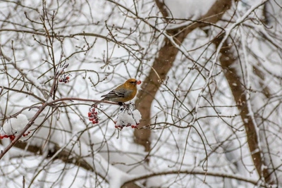 Nizhny Novgorod Region Updates Endangered Species List