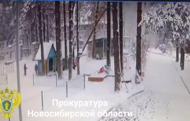 Дерево высотой в несколько метров упало рядом с детьми | Источник: прокуратура Новосибирской области