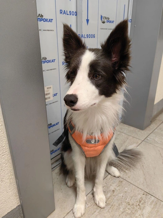 Очаровательные глаза и такие любопытные уши! | Источник: читатель 63.RU