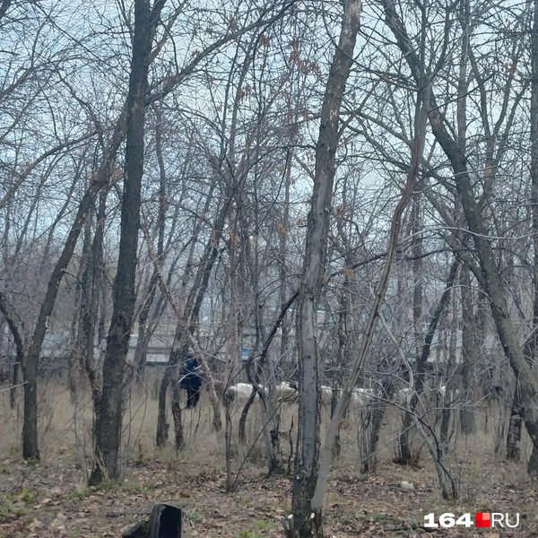 Источник: Сергей Гендин / 164.RU