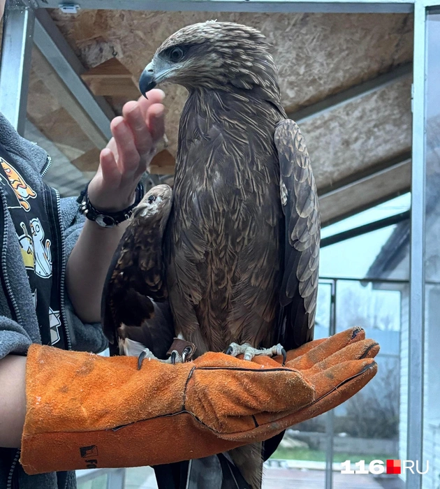 А это коршун Зюзя | Источник: Ильгиз Шарифзянов / 116.RU