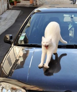 Самые нелепые поломки автомобилей