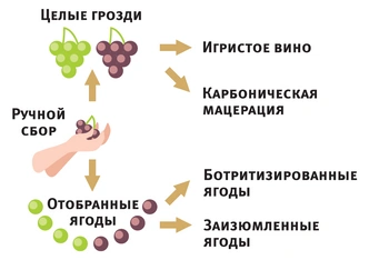 Как производят вина и какими они бывают: краткий гид с картинками