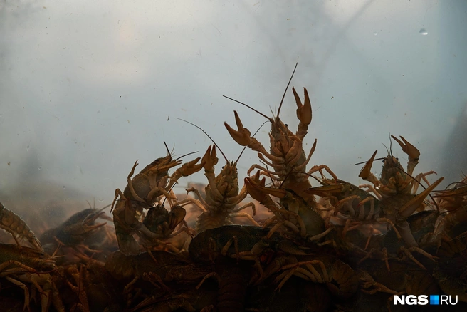 Источник: Александр Ощепков / NGS.RU