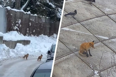 Foxes in Moscow are approaching residents — here's why it's dangerous