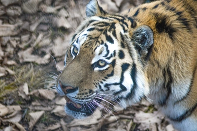 Арамилев о расследовании гибели моряка от тигра в Приморье