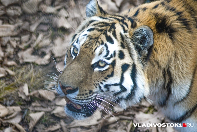 В центре также предположили, что видео старое | Источник: Елена Буйвол / VLADIVOSTOK1.RU