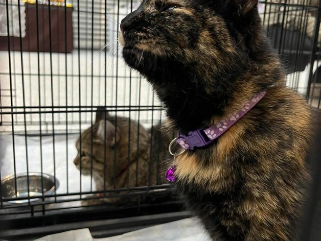 Среди участников акции присутствовали как кошки, так и собаки | Источник: Рихарда Лем / NGS.RU