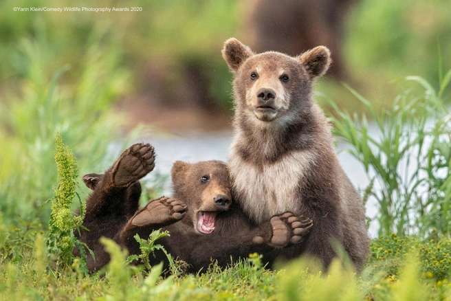 Источник: Yarin Klein / Comedy Wildlife Photography Awards
