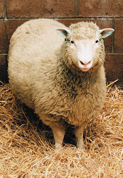 К чему снятся овцы