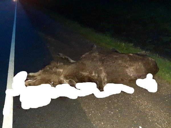 Источник: «ДТП и ЧП Санкт-Петербург»/vk.com