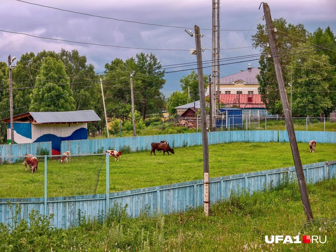 Местные коровы играют в футбол | Источник: Булат Салихов / UFA1.RU