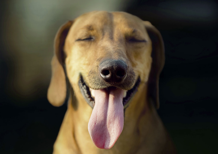 Шутки и щекотка: как и почему смеются животные