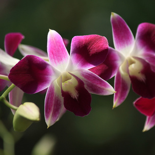 5 сортов самых красивых и неприхотливых орхидей