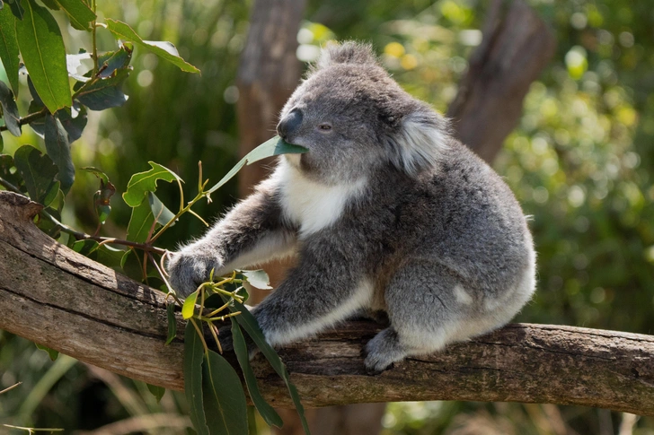 Парадокс коал в Австралии: перенаселение и угроза исчезновения
