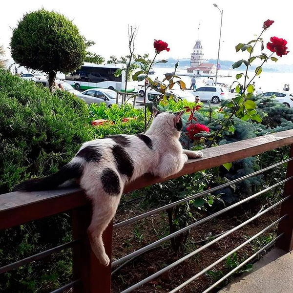 Источник: istanbulcatsofficial