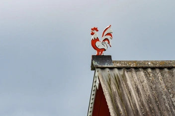 Что значит выражение «до третьих петухов»: психологический смысл и примеры из жизни