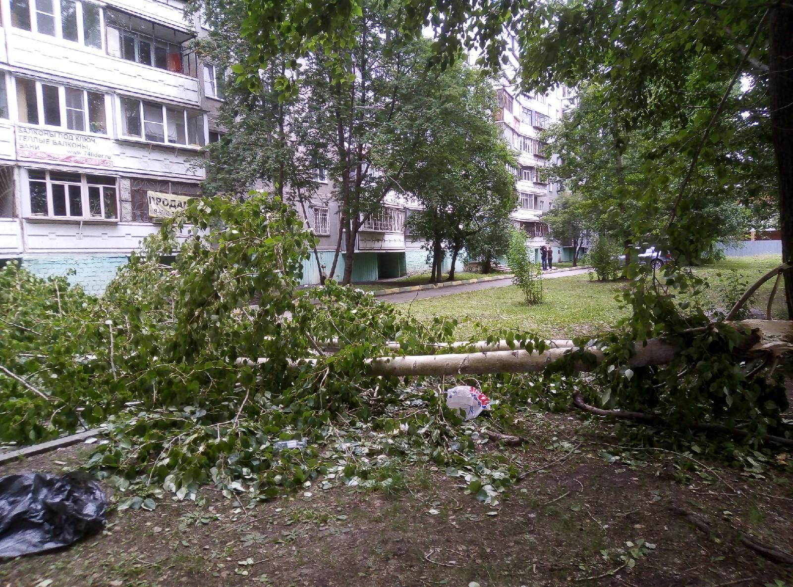 Женщину в Челябинске убило упавшим от ветра деревом 15 июля 2019 - 16 июля  2019 - 74.ру