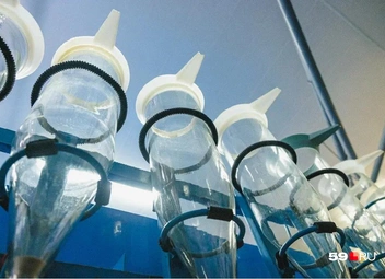 В таких колбах смешивают икру с молоками, чтобы появилось потомство осетров или стерляди | Источник: Тимофей Калмаков / 59.RU