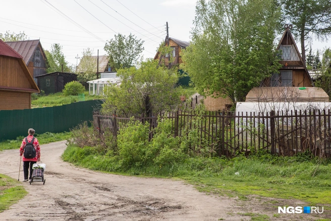 Дикий кабан свободно разгуливает по дачным кооперативам в черте Ханты-Мансийска | Источник: Ольга Бурлакова / NGS.RU