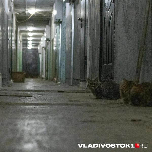 Источник: Елена Буйвол / VLADIVOSTOK1.RU
