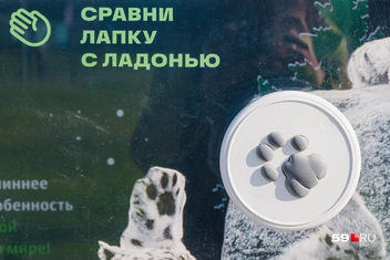Источник: Тимофей Калмаков / 59.RU
