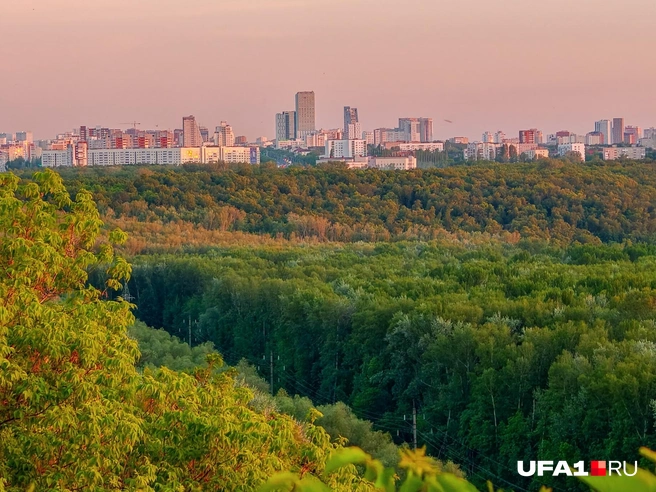 Сколько зелени! | Источник: Булат Салихов / UFA1.RU