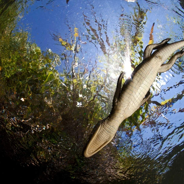 Финалист в номинации «Подводная съемка» | Источник: Salvador Colvée / Nature Photographer of the Year 2016