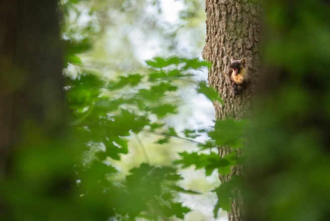 Источник: Sarah Boehm / GDT Nature Photographer of the Year