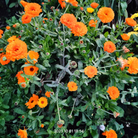 Аватарка Гордая птичка