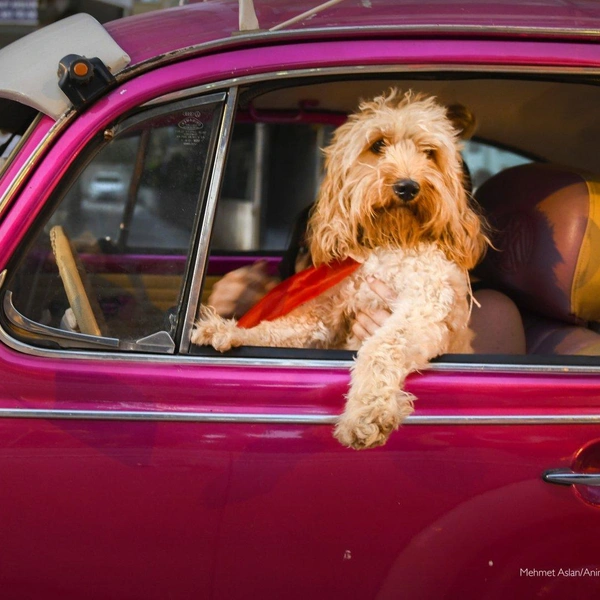 Источник: Comedy Pet Photography Awards