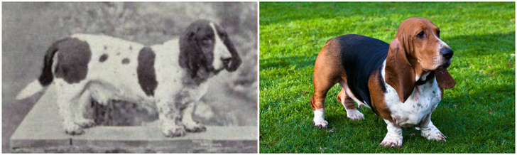 Как изменились породы собак за 100 лет
