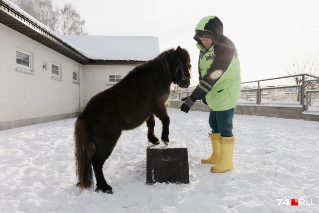 …и даже подавать ножку | Источник: Наталья Лапцевич / 74.RU