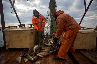 Экспорт рыбы из Мурманской области бьет рекорды