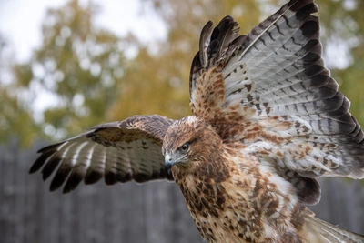 Ястреба заметили туляки на проспекте Ленина