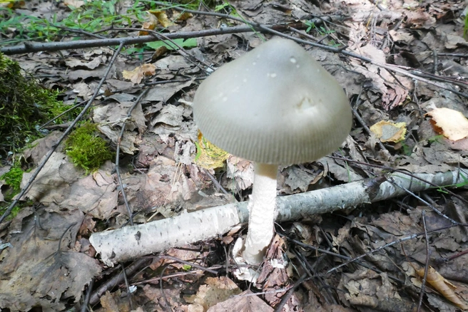 Так выглядит серый поплавок | Источник: Алексей Тищенко / «Грибы. Грибники Омска и Омской области» / Vk.com